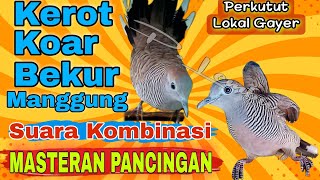 Pancingan perkutut lokal gacor lengkap kerot koar2 bekur nutut manggung