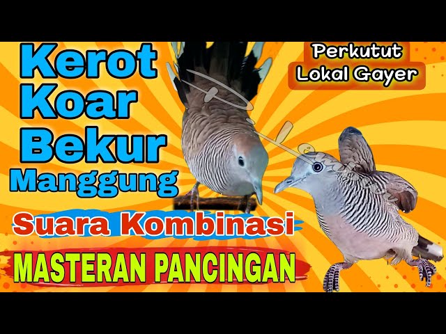 Pancingan perkutut lokal gacor lengkap kerot koar2 bekur nutut manggung class=