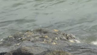Governor releases Virginia Coastal Resilience Master Plan, database documenting impact of coastal fl