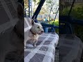 Завтрак с четвероногим другом: красота момента #love #dog #new #природа #тренд #nature #breakfast