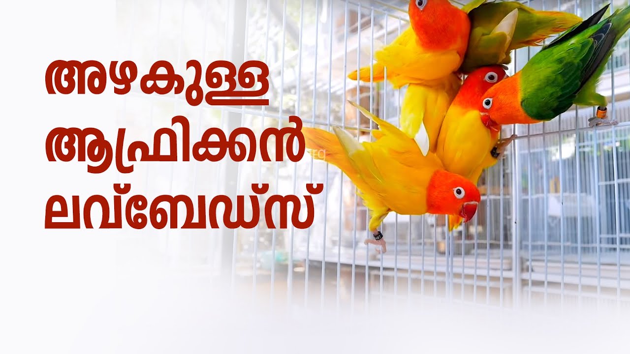ആഫ്രീക്കൻ ലവ്‌ബേഡ്‌സിലെ വിവിധ ഇനങ്ങളെ പരിചയപ്പെടാം | African Lovebirds | Pet birds
