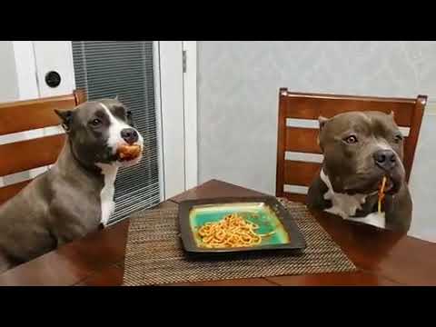 Dogs Innocently Stare at Owner After Getting Caught Eating Spaghetti - 1064956