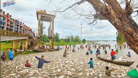 Nước Rút Lộ Cá Đầy Cống – Dân Vĩnh Xương Bắt Cá Bội Thu