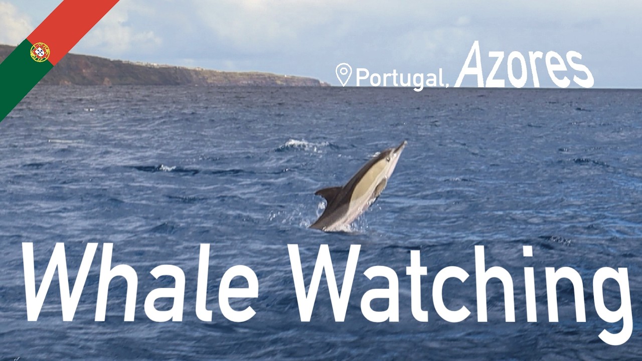 We Went Whale Watching In The Middle Of The Atlantic Ocean