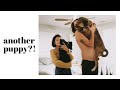 he said NO to a puppy | VLOG