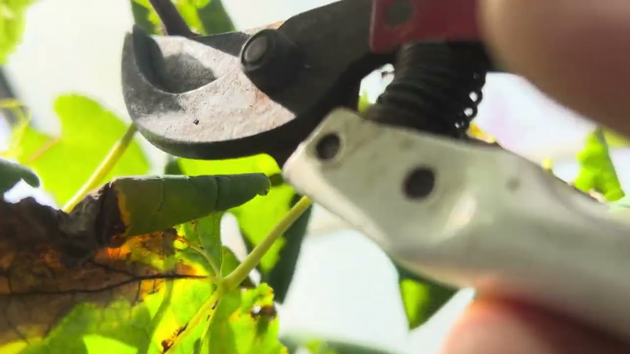 Pangkas pembuahan anggur basanti house of grape