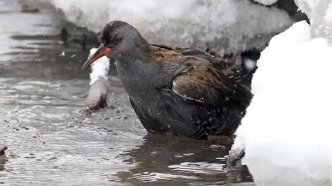 Водяной пастушок