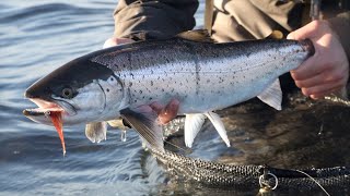 Fly Fishing Sea Trout  Guides day out. Catching big fish by wading