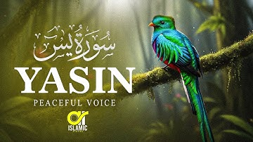 Surah Yasin (Yaseen) سورة يس | Calming Heart Touching Soft Voice | EP -125 @islamicvideos.a.r