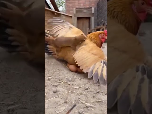 #weasel #fight #satisfying #shorts #trending #funny #animals