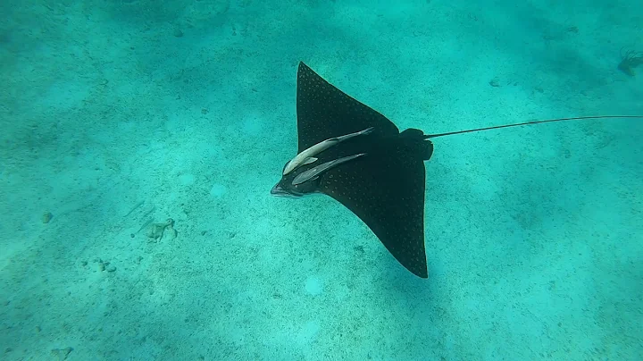 San Pedro Belize Day #2: Hol Chan, Swimming with S...