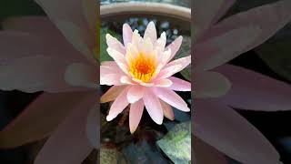 Lotus flower/water lilylotusflower viral shots youtubeshorts DevendraNagBonsai