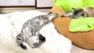 はしゃぎ過ぎた子猫の寝相が芸術的すぎたかぐ告兄妹日記The Sleeping Position Of The Over-Exuberant Kitten Was Too Artistic.