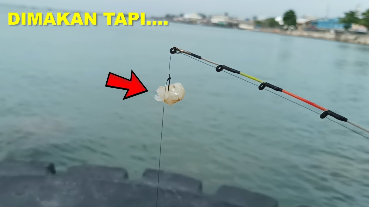 TEST MANCING IKAN UMPAN UDANG MATI SPOT PINGGIRAN BALIKPAPAN!!