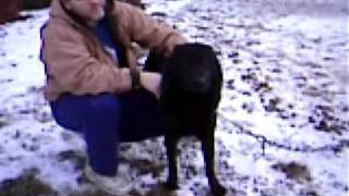 Video 2 Ohio. My third time ever touching Fox.