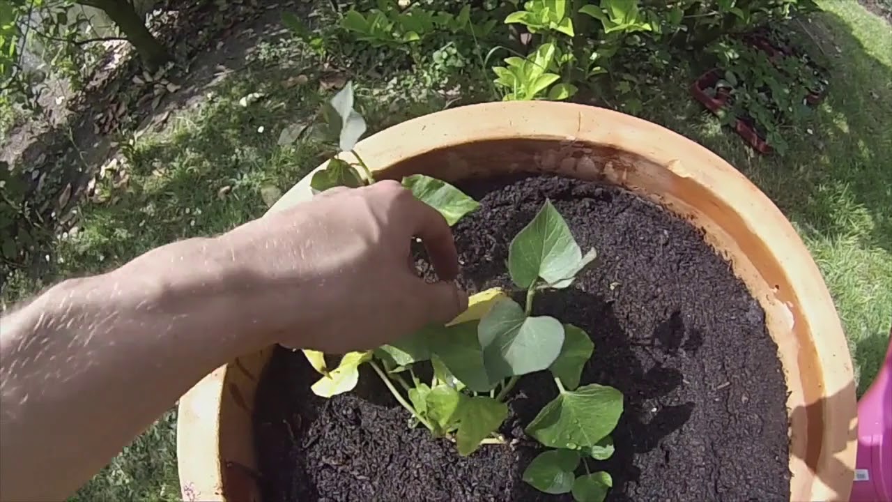 Süßkartoffel Anbau im Topf die Entwicklung - YouTube