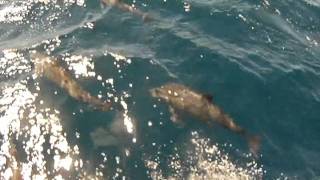 SAMOA DOLPHINS.avi