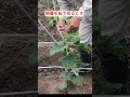 【家庭菜園】キュウリの親蔓の手助けと子蔓等との識別 #キュウリ #キュウリ栽培 #家庭菜園 #shouts