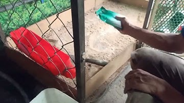 Cách khử mùi phân gà 🐓🐓🐓