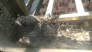 二隻幼鳥整理羽毛30-20211122-1出生第12天
