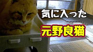やっと使ってくれました【元野良猫】