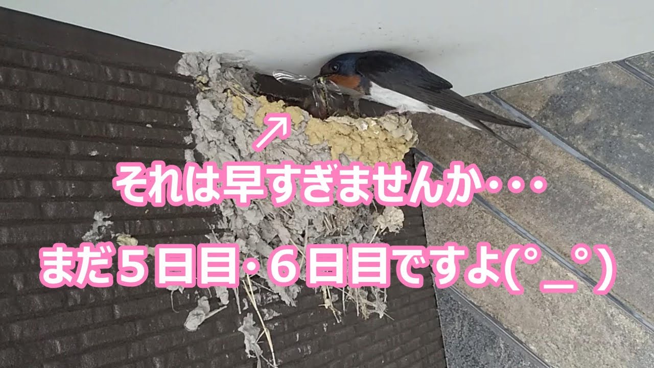 ツバメ22 No 12 この生物が絶滅しそうなくらい食べます いくら何でも食べ過ぎです 給餌7日目 8日目 のツバメ 巣作り 子育て Youtube ツバメ22 No 12 この生物が絶滅しそうなくらい食べます いくら何でも食べ過ぎです 給餌7日目 8日目 のツバメ 巣作り 子育て Youtube