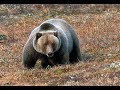 Huge Kananaskis Grizzly