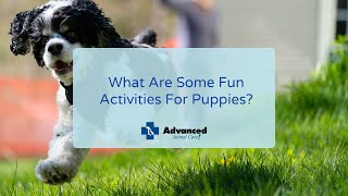 What Are Some Fun Activities For Puppies? by Advanced Animal Care 57 views 2 years ago 3 minutes, 37 seconds