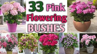 33 Pink Flowering Bushes for Garden | Pink Flowering Plants | Plant and Planting
