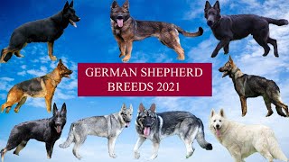 سلالات كلاب الجيرمن شيفرد GERMAN SHEPHERD BREEDS 2021