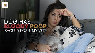 Dog Has Bloody Poop: Should I Call My Vet? | Dr. Nancy Reese Deep Dive