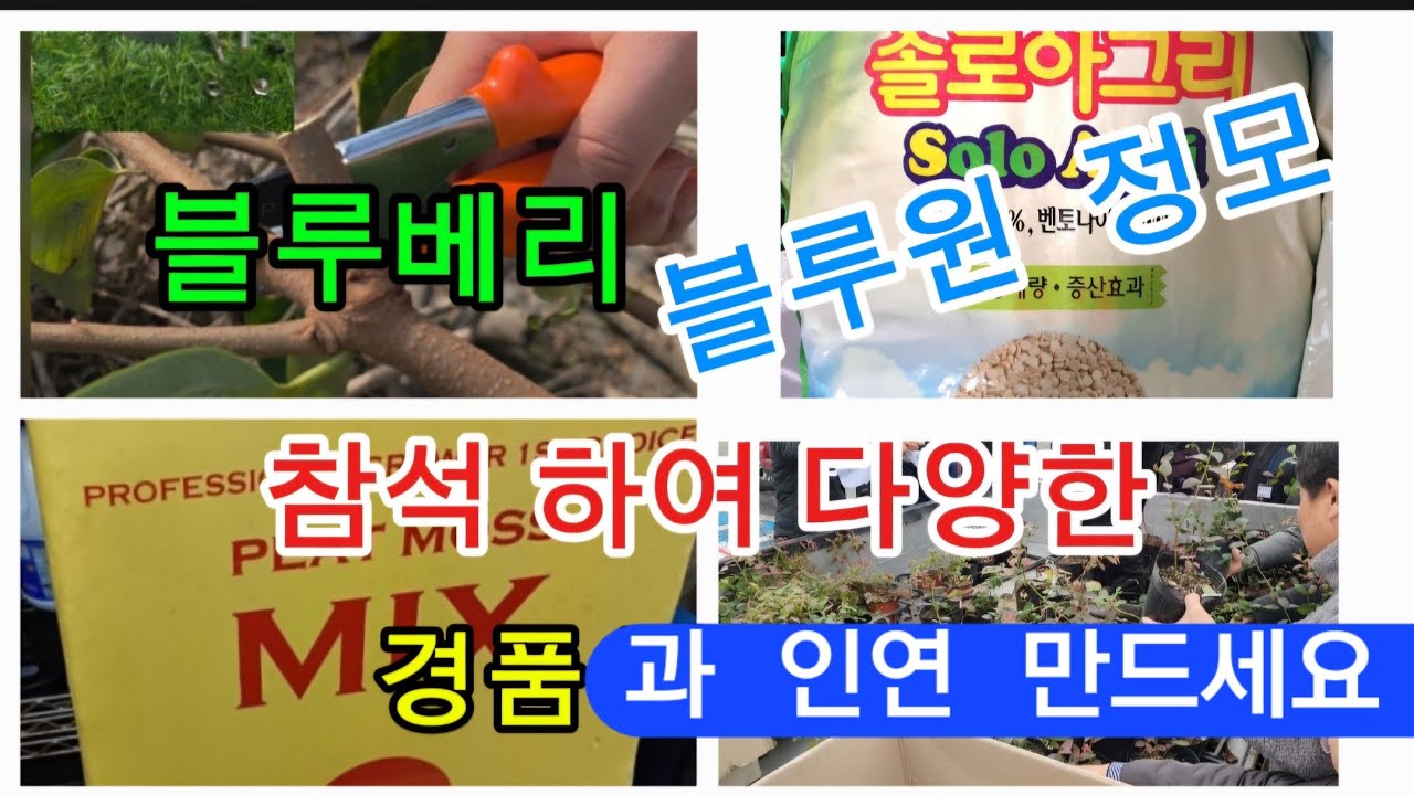 블루베리 블루원 정모 참석하셔서 다양한 경품과 인연 만들어 가세요 ^^
