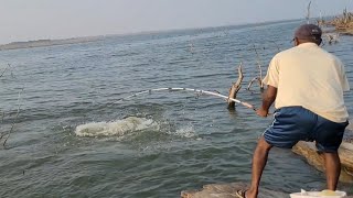 Unbelievable Very Big Size Rohu Fishes Huntingcatching By Professional Fishermanincredble Fishing