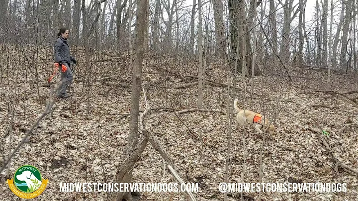 Springtime Woodland Scent Detection Training