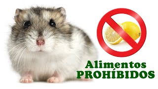 HAMSTERS: Prohibited food for hamster