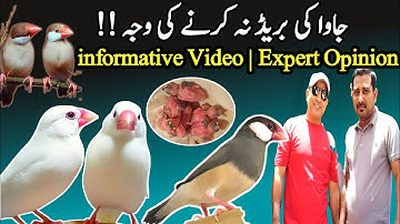 Java ki Breed Na karne ki Bari Waja || Java Sparrow Complete Information ||@SYEDBIRDS