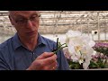 Orchideen Pflege. Wie schneide ich Orchideen zurück, Orchideengärtner gibt Profi Tipps