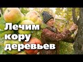 ВОТ МЕТОДЫ, КОТОРЫЕ ПОМОГУТ ВЫЛЕЧИТЬ РАНЫ И ТРЕЩИНЫ НА ДЕРЕВЬЯХ. Советы опытного биолога