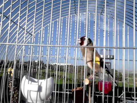 Chant Chardonneret Souk Ahras Manifique