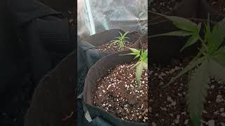 Willkommen bei season 2 homegrow,☺️