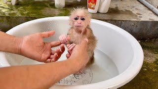 Baby monkey Abi was bathed by her mother after a series of sick days