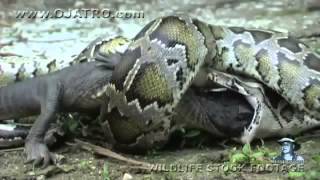 esta boa fue grabada en japon cuando esta comiendo a un cocodrilo e...