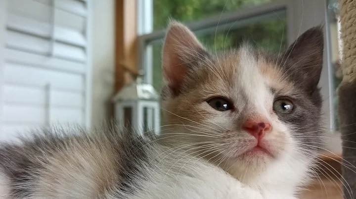 Video 3099981: maine coon kitten, calico female, male calico