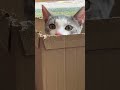 #youtube #funny #lifeisbutadream #prankvideo #pets #funnyprank