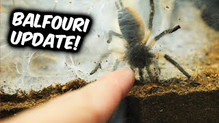 BALFOURI SURPRISE!
Merch and Stuff:
https://thedarkden.eu/
Complete Tarantula guide video:
https://youtu.be/9i4QK587R0E
2nd channel:
https://www.youtube.com/channel/UCw-3y_PAXQbtkrCZAn6xhSg
Patreon: https://www.patreon.com/thedarkden
FB: https://www.facebook.com/thedarkden
IG: https://www.instagram.com/the_dark_den/
TW: https://twitter.com/the_dark_den
Business inquiries: business@thedarkden.eu
Intro and outro song:
https://www.youtube.com/watch?v=FV5wQzElfUw
00713
monocentropus balfouri BALFOURI SURPRISE!