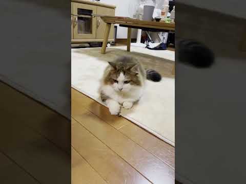 サクッとキャッチする猫 #shorts