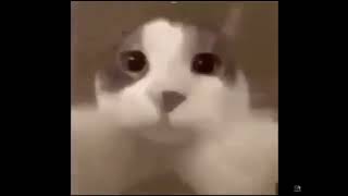 C A T