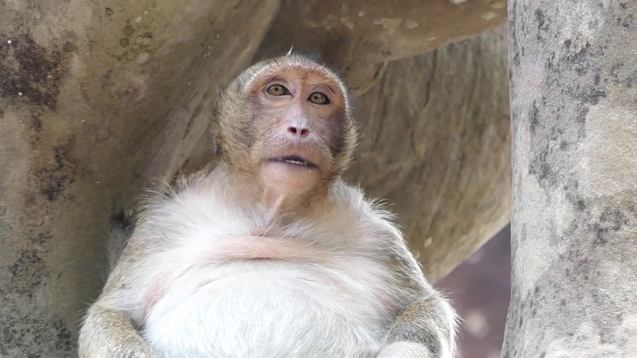 Sweet Pea Screaming Loudly Sweet Pea Very Sad and Hungry Food with Screaming