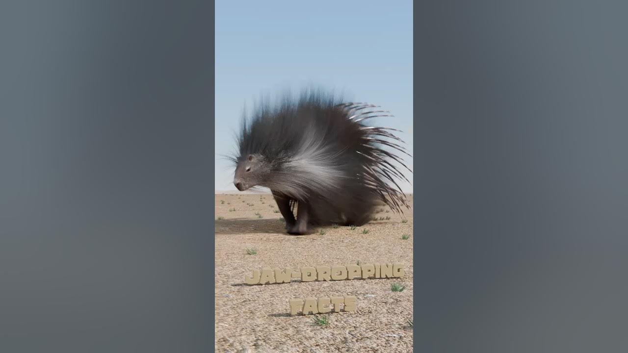 How Do Porcupines Shoot Their Quills? - YouTube