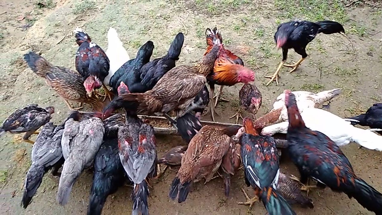 Sukses budidaya ayam 